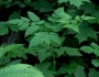Osmorhiza claytonii image