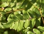 Osmunda japonica image