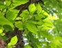 Ostrya japonica image