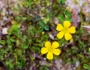 Oxalis dillenii image