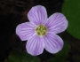 Oxalis oregana image