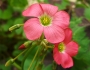 Oxalis tetraphylla image