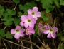 Oxalis violacea image