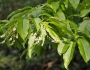 Oxydendrum arboreum image