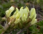 Oxytropis campestris image
