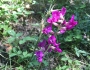 Oxytropis lambertii image