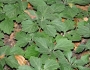 Pachysandra procumbens image