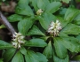 Pachysandra terminalis image