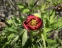 Paeonia californica image