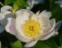 Paeonia lactiflora image