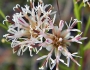 Palafoxia integrifolia image