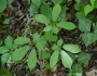 Panax quinquefolius image