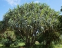 Pandanus tectorius image