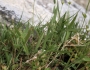 Panicum acuminatum image