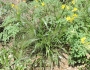Panicum capillare image