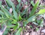 Panicum commutatum image