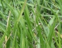 Panicum hemitomon image