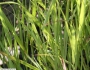 Panicum virgatum image