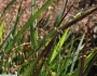 Panicum virgatum image