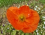 Papaver nudicaule image