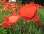 Papaver rhoeas image