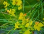 Parkinsonia aculeata image