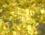 Parkinsonia florida image