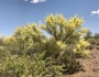 Parkinsonia microphylla image