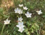 Parnassia glauca image