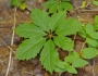 Parthenocissus heptaphylla image
