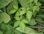 Parthenocissus quinquefolia image