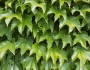 Parthenocissus tricuspidata image