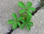 Parthenocissus vitacea image