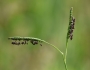 Paspalum distichum image