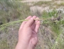 Paspalum monostachyum image