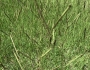 Paspalum notatum image