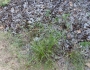 Paspalum setaceum image