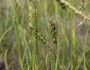Paspalum vaginatum image