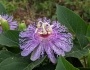 Passiflora incarnata image