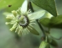 Passiflora suberosa image