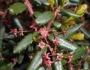 Paxistima canbyi image