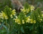 Pedicularis canadensis image