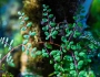 Pellaea andromedifolia image