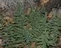 Pellaea mucronata image