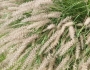 Pennisetum orientale image