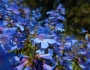 Penstemon albertinus image