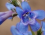 Penstemon angustifolius image