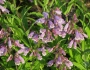Penstemon canescens image