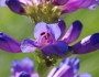 Penstemon cyananthus image