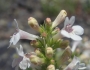 Penstemon deustus image